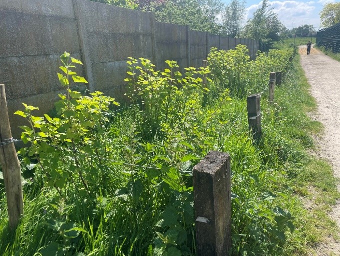 Projet Petits fruits