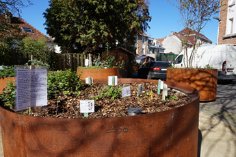 Plantes tinctoriales